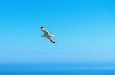 Bird flying over sea against clear blue sky