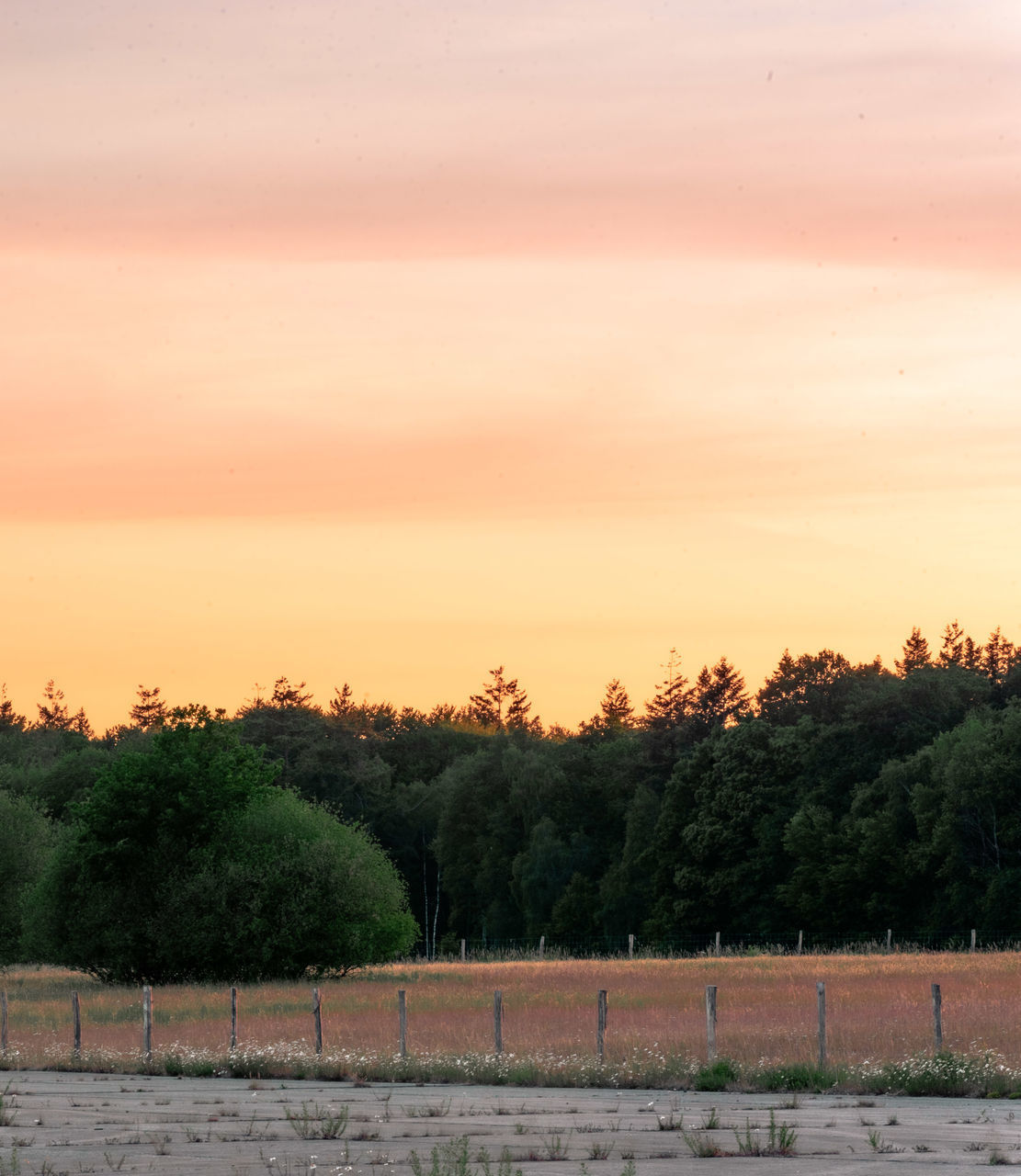 TREES ON FIELD AGAINST SKY DURING SUNSET