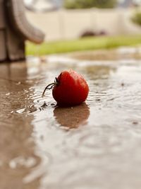 Close-up of wet strawberry