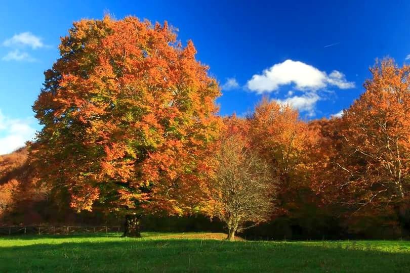 TREES ON FIELD IN PARK