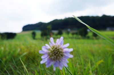 Close-up of purple flowers blooming in field