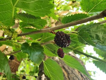 Close-up of blackberries growing on tree