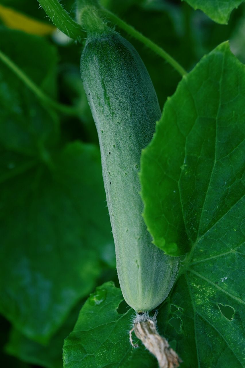 CLOSE-UP OF LEAF