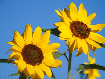 In the summer time sunflower in my garden