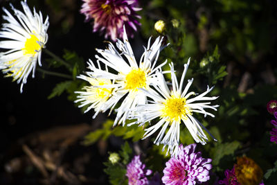 Close-up of white daisy flowers