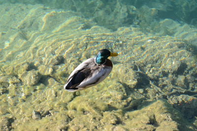 High angle view of duck swimming in sea