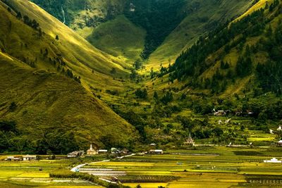 Scenic view of trees and houses on field