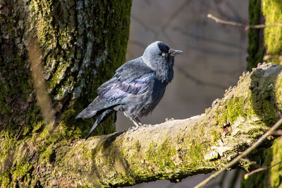 Bird perching on tree