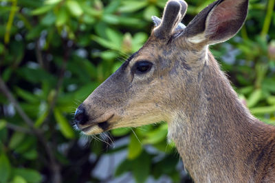 Close-up of deer