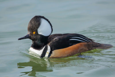 Close-up of duck swimming in lake