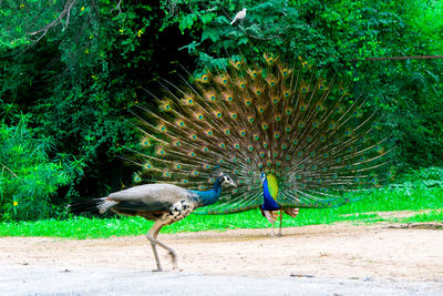 View of birds on field