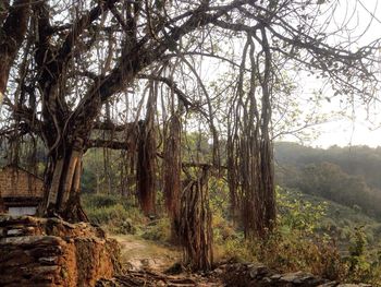 Trees in forest