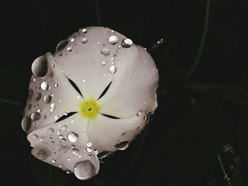 Close-up of white flowers