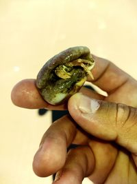 Close-up of hand holding apple
