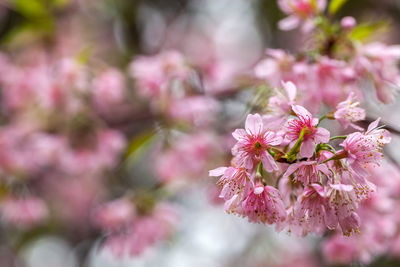 Close-up of pink cherry blossom