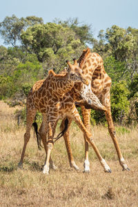 Two masai giraffe stand fighting near trees