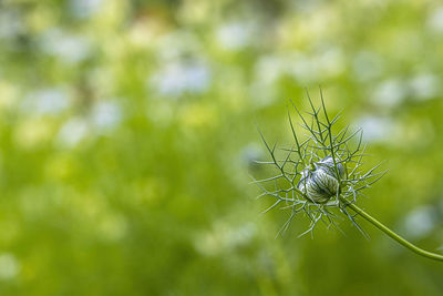 Close-up of insect on plant