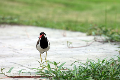 Bird perching on a land