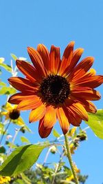 Close-up of flower blooming against clear sky