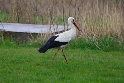 Stork on grassy field