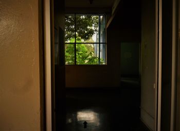 Trees seen through window of house