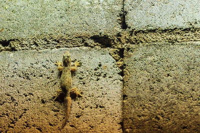 Close-up of insect on wall