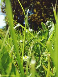 Close-up of fresh green plants