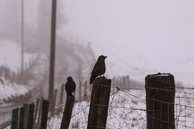 Ravens perching on wooden posts