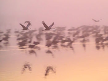 Birds flying over lake during sunset