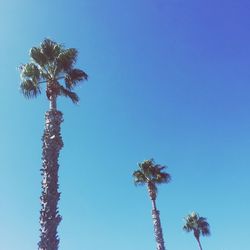 Low angle view of coconut palm tree against blue sky