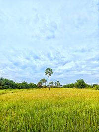 Scenic view of agricultural field against sky