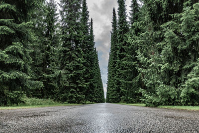 Pine trees by road in forest