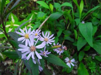 Close-up of flowers blooming outdoors