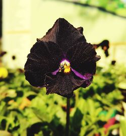 Close-up of purple flower