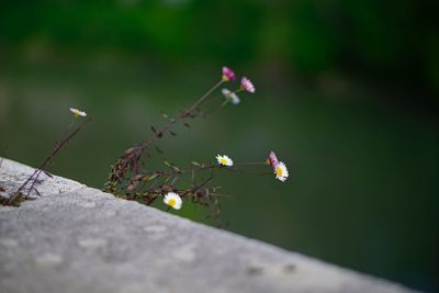 Close-up of flowering plant