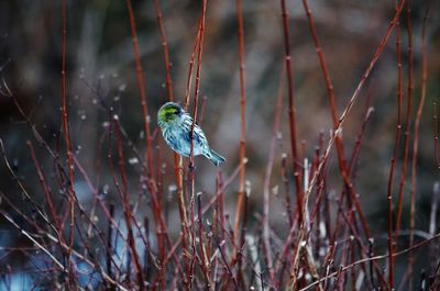 Close-up of bird perching on twig