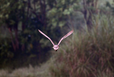 Bird flying over a blurred background