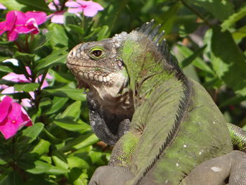 Close-up of a lizard