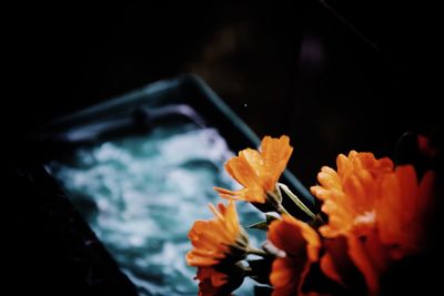 Close-up of flowers against blurred background