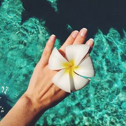 Close-up of cropped hand holding flower