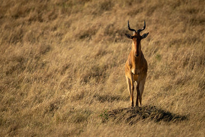 Portrait of horse standing on land