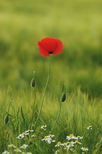 Close-up of poppy flower on field