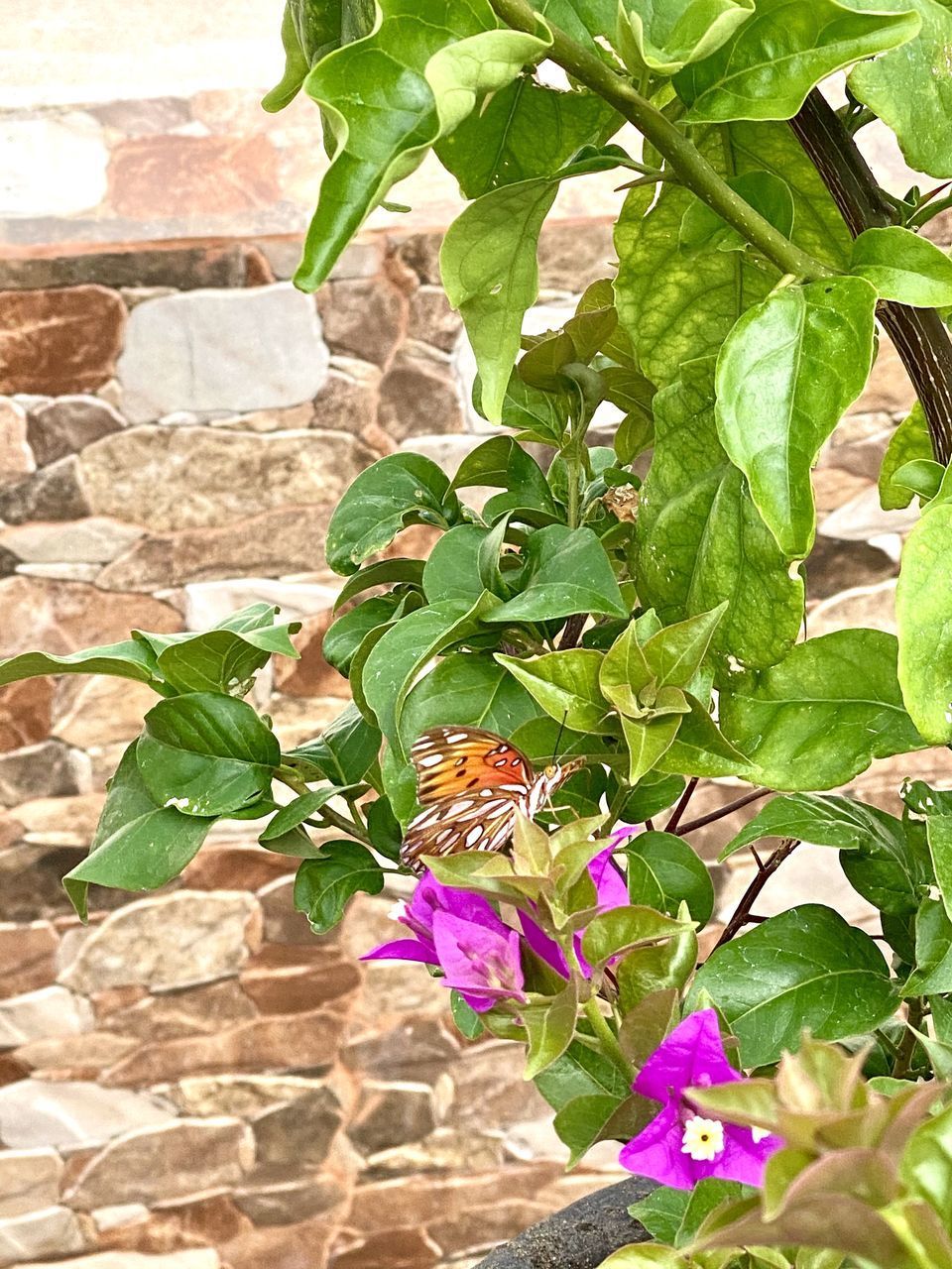 CLOSE-UP OF PLANTS AGAINST WALL