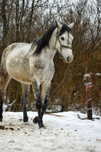 Horse standing on snow covered land