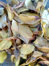 Close-up of dry leaves