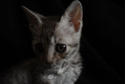 Close-up portrait of a cat