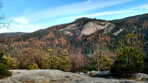 Trees growing against sky at yosemite national park