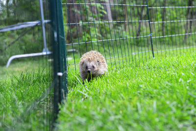 Portrait of hedgehog eating in the yard