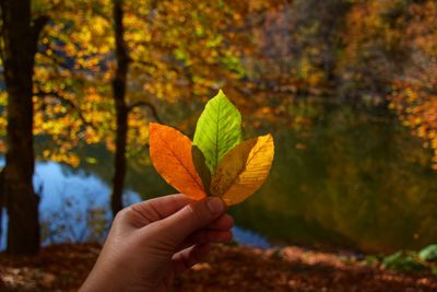 Cropped image of person holding autumn leaves