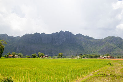 Scenic view of agricultural field against sky